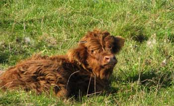 Calf