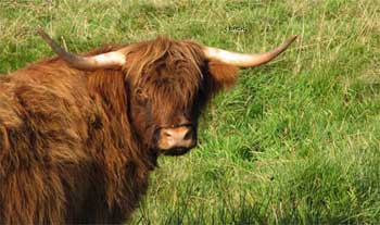 Face of a red cow