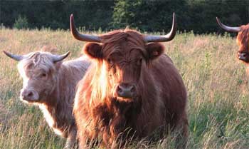 Three Highland Cattle in Belgium