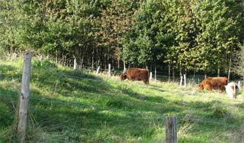 Grazing