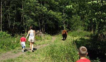 Walking with Highland Cow