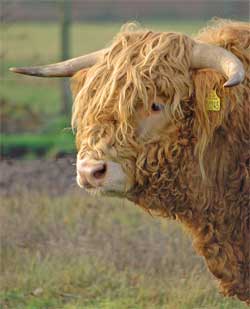 'The Bull of Moeskaer
