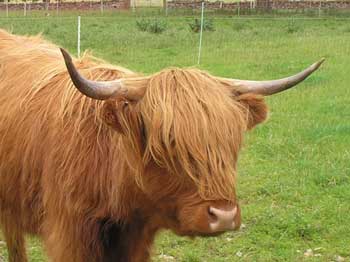 Ruston Cow
