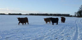 Fold in the Snow