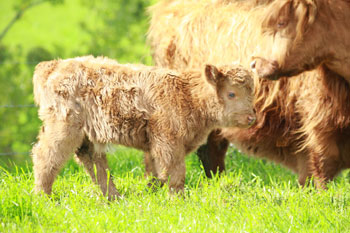 calf
