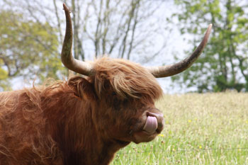 Head of a Highland Cow