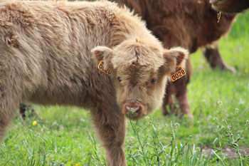 Calf