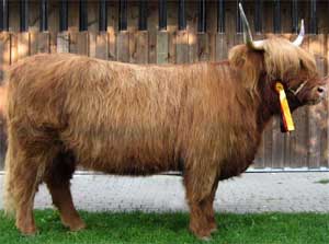 Champion Highland Germany