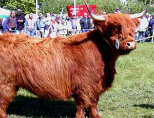 Highland Cow Germany