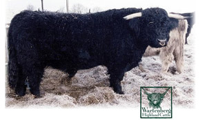 Bull