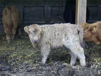 calf
