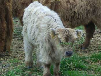 grey calf