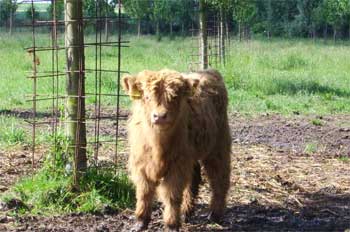 Young calf in a meadow