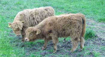 pair of calves