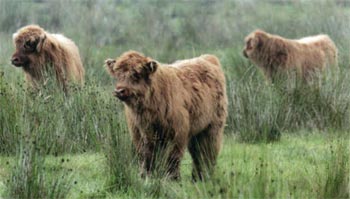 calves