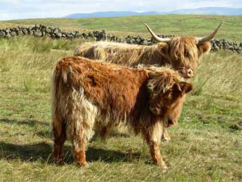 cow & calf