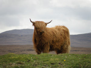 Eilidh nam Beann of Brue