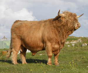 Piobaire Ruadh of Dunvegan