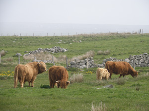 Piobaire running with Tom Buidhe cattle