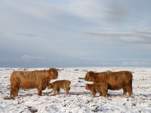 Sine and Magaidh a&rsquo; Ghlinne with their calves