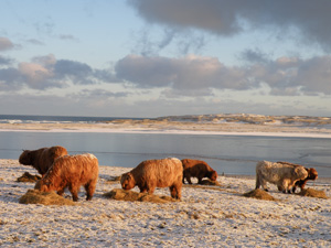 Young stock on the Croft