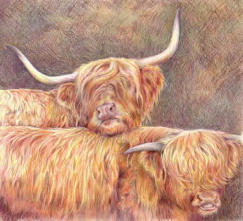 Portrait of Highland Cows
