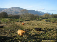 Grazing on Mull