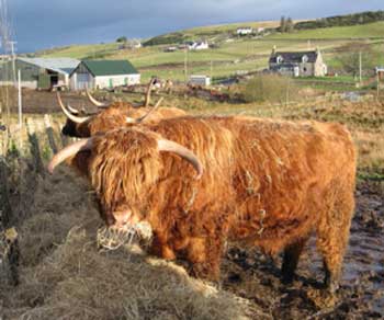 Fergus