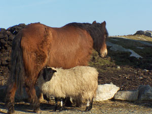 Horse and sheep