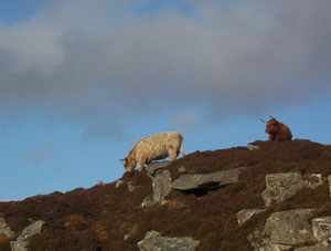 Grazing the moors