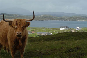 Tolsta as a backdrop