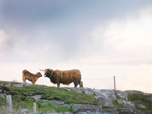 Cow with calf
