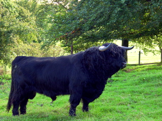 Black Bull