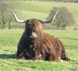 Highland Cow