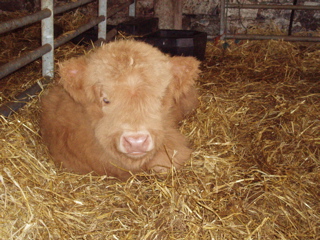 Calf