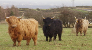 Cows