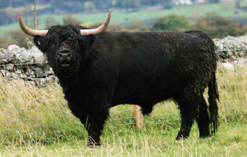 Calum Seoladair Dubh 2nd of Killochries