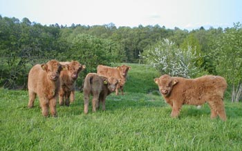 Calves