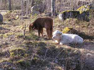 Dolly the calf