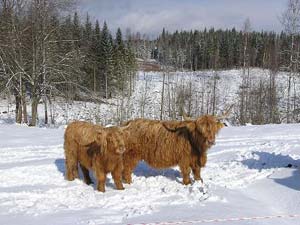 Two Highlanders