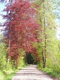 Country Road