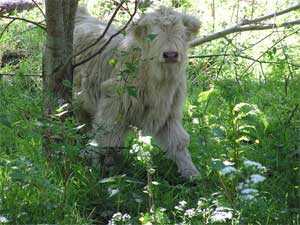 White Calf
