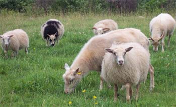 Icelandic Sheep