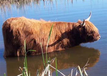 Cow in the pond