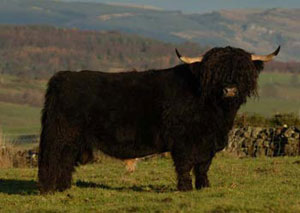 Mac Cuish Of Clachna Gruagach 2
