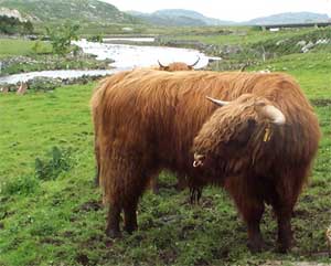 Cathach 3rd of Killochries