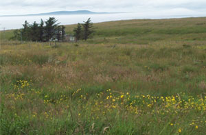 Common Grazing Land Isle of Lewis - meadow with wildflowers