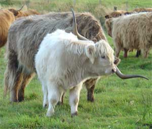 White calf with large set of horns behind him
