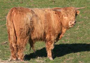 Highland Bull